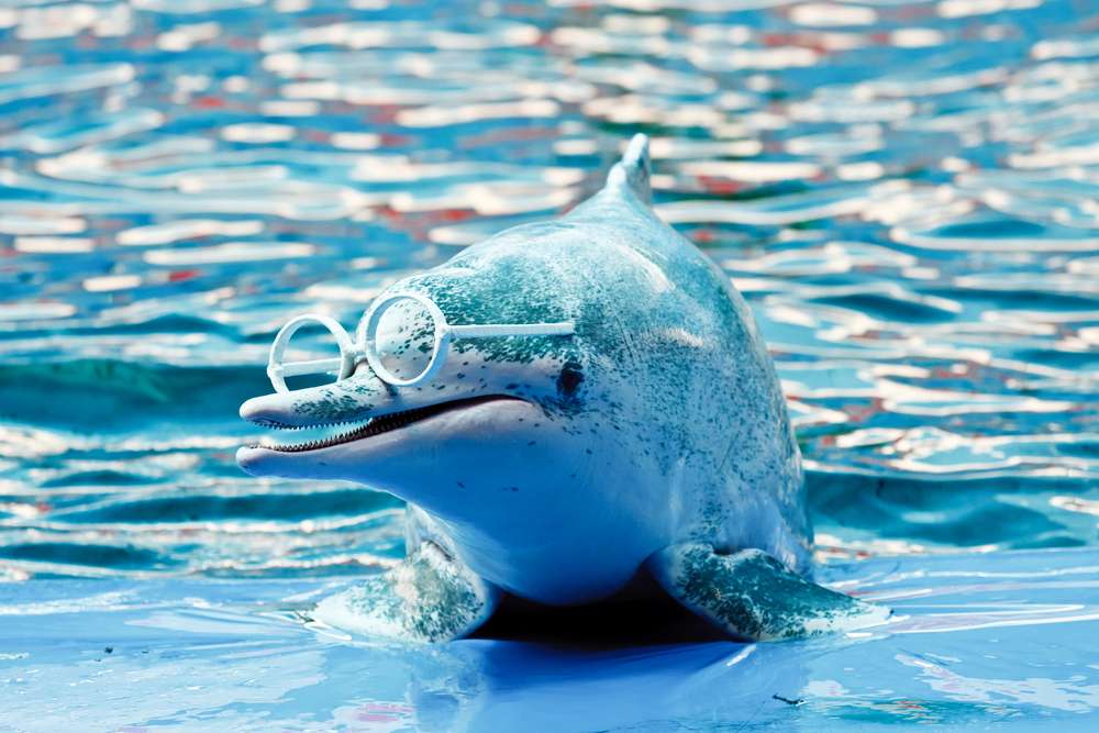 Phuket Dolphin Show Ticket with Transfers - Flat 25% off