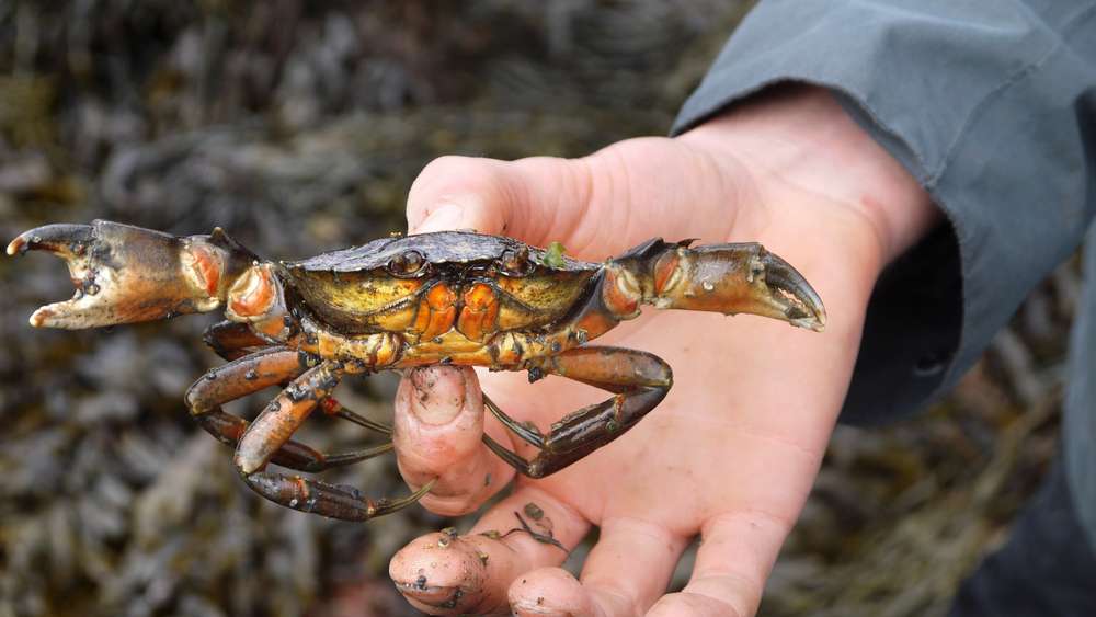 Crab Catching Along with Delicious Dinner, Goa - Flat 22% Off