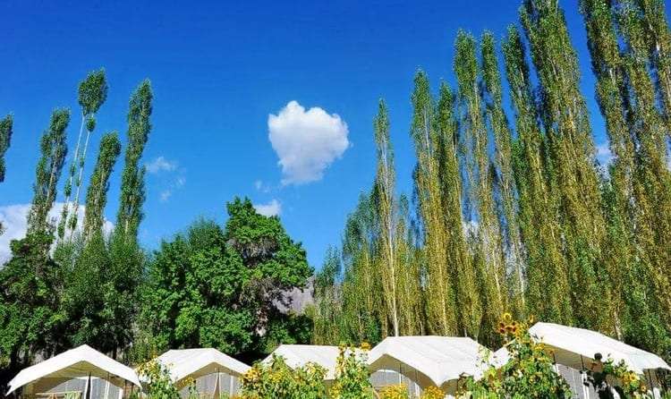 Mystique Meadows Camp