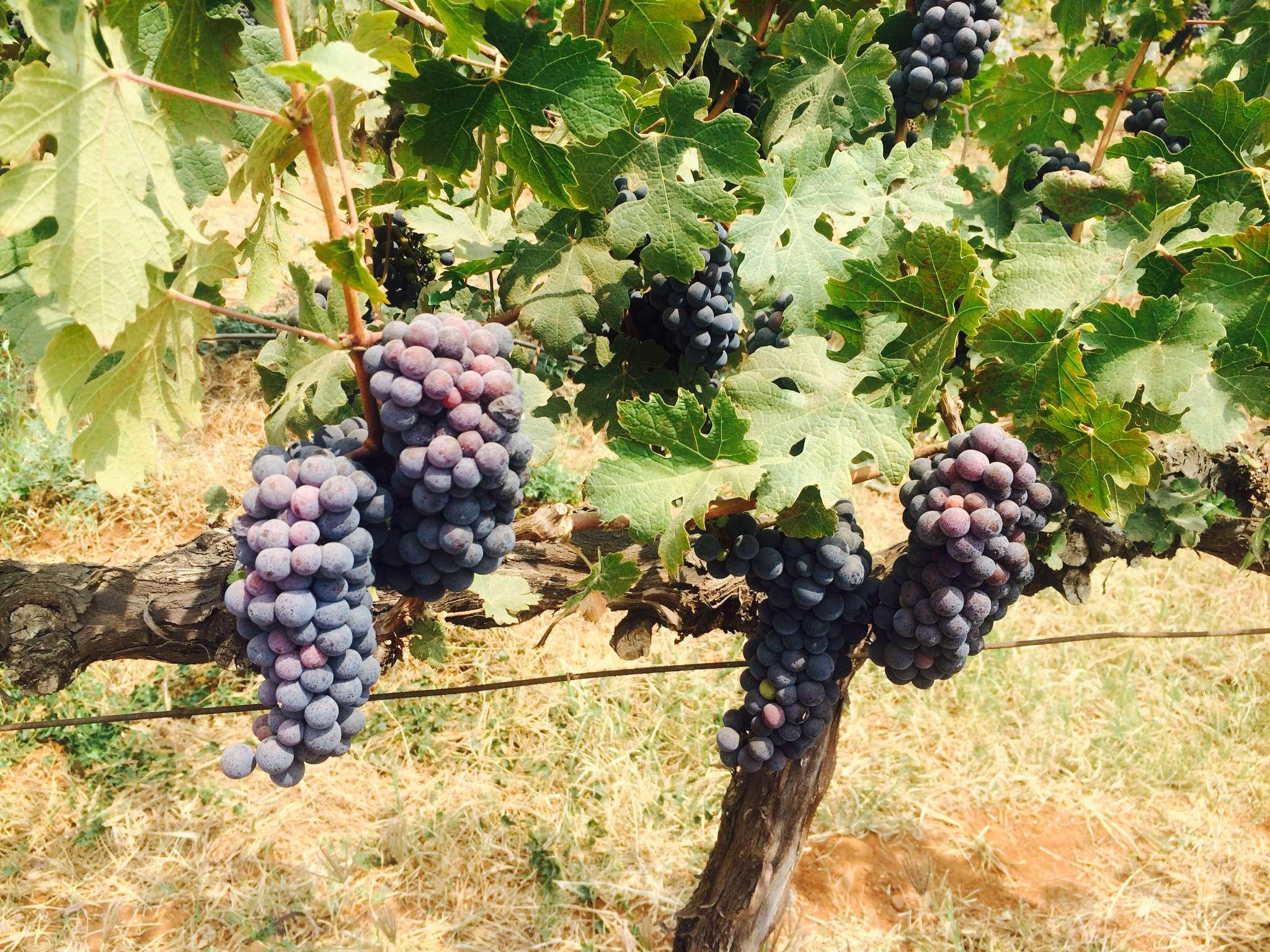 Grover's Zampa Vineyard