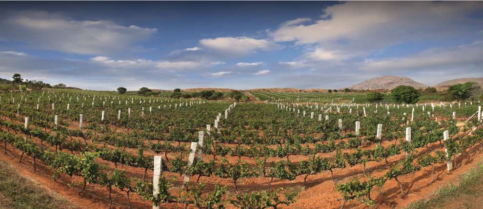 Grover's Zampa Vineyard