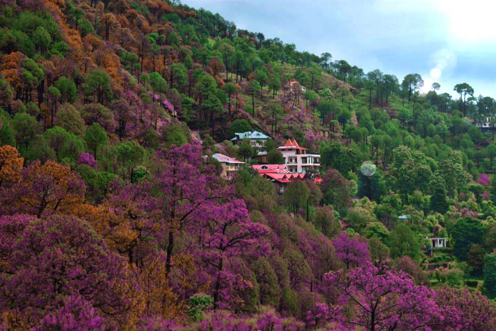 Kasauli
