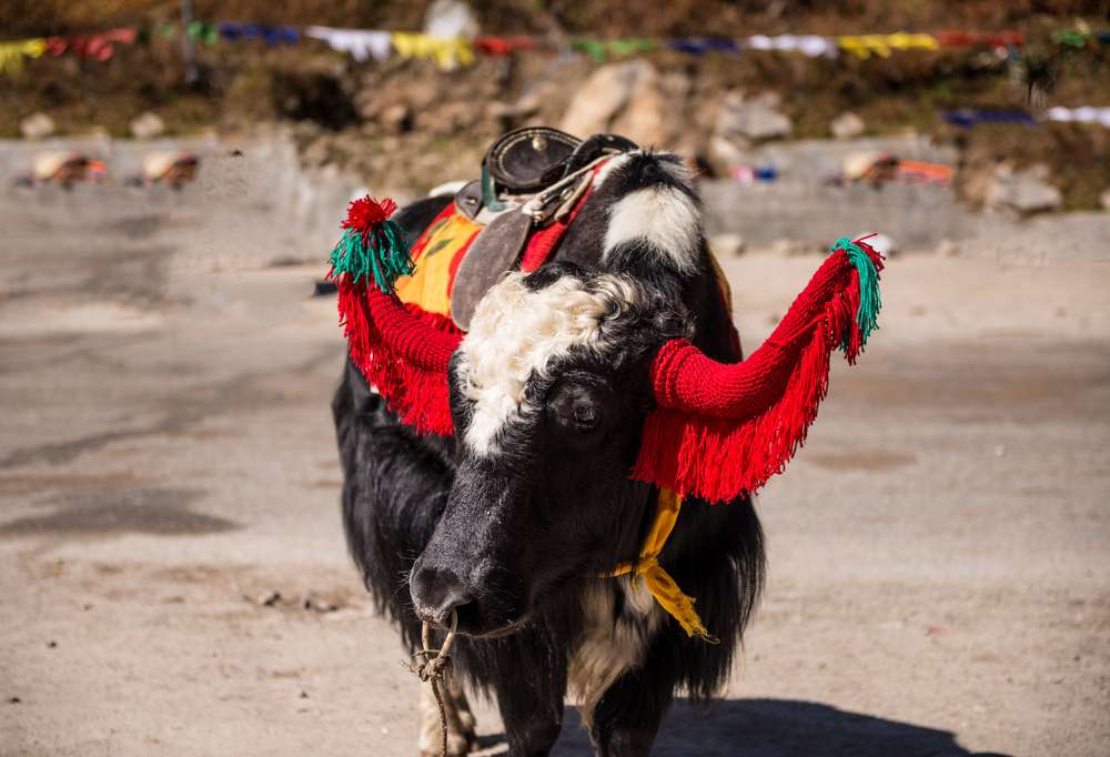 Yak Rides
