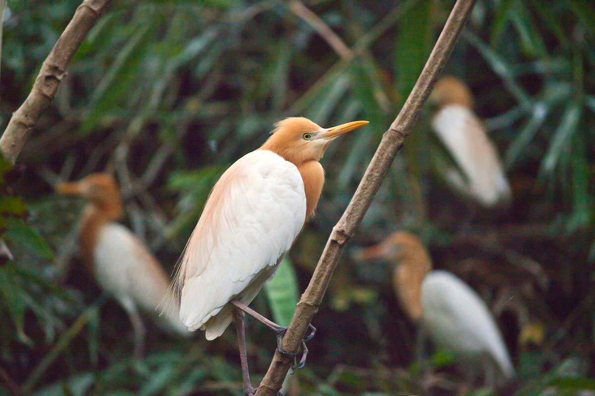 Go for Birdwatching at Bird Village of Petulu
