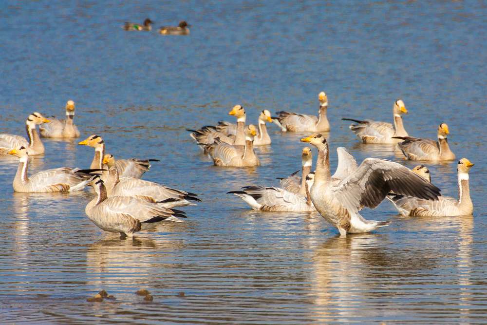 Sariska National Park