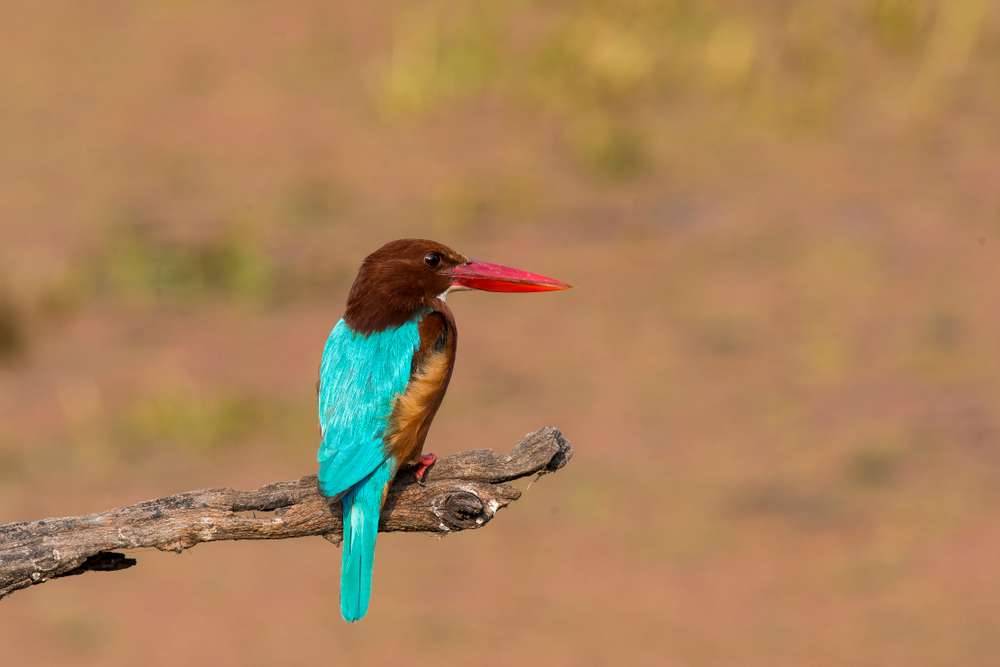 Bharatpur Bird Sanctuary - 195 km from Delhi