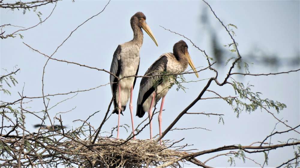 Okhla Bird Sanctuary