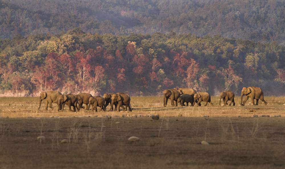 Jim Corbett National Park in Summer