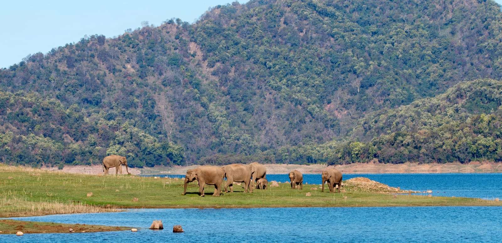 Best Time and Season to Visit Jim Corbett National Park in {{year}}