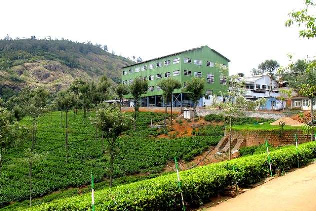 The Tea Factory and the Tea Museum