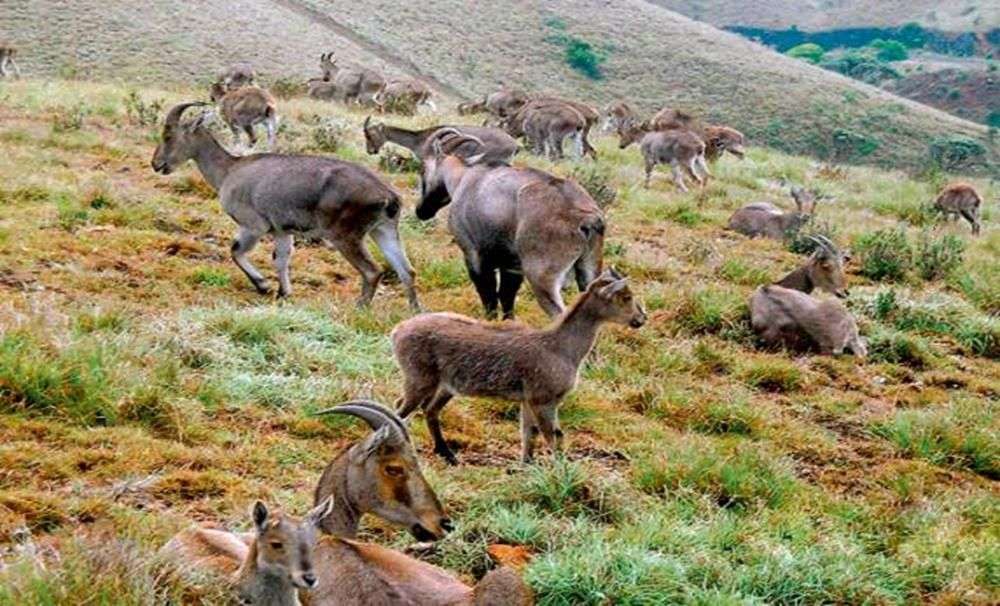 Mukurthi National Park