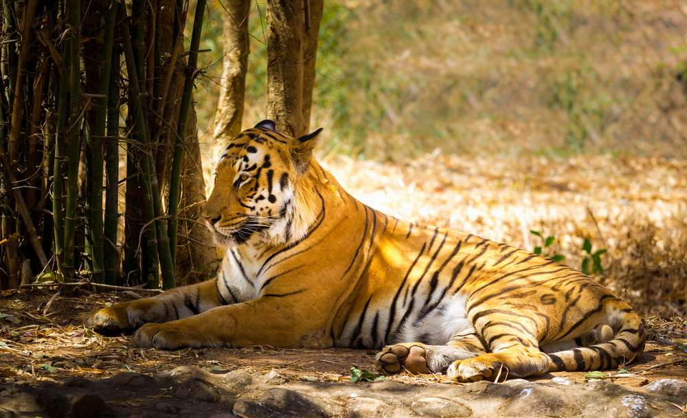 Rajaji Tiger Reserve - 19 km from Rishikesh