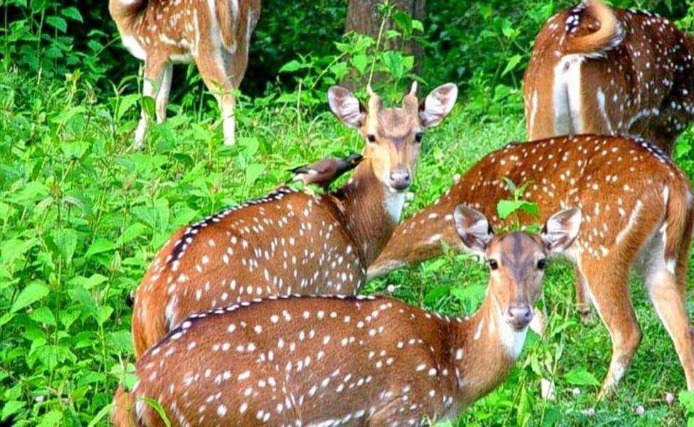 Spot Wildlife at Majathal Sanctuary’s Snowy Slopes