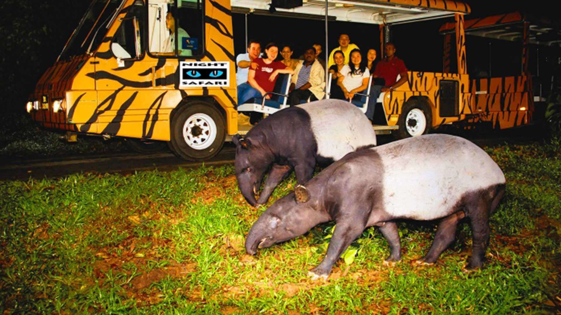 Spend a Night Enjoying Cozy Safari