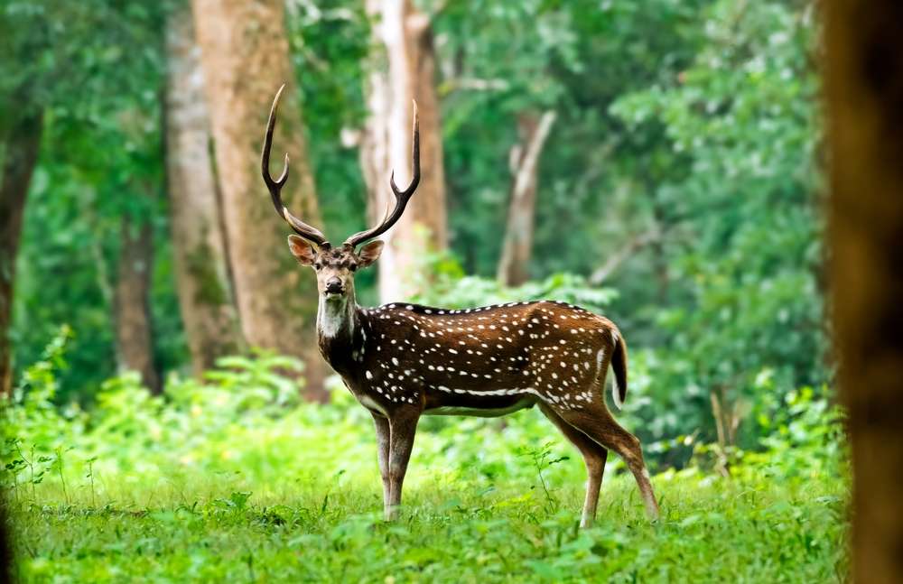 Eravikulam National Park