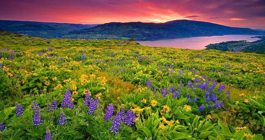 Valley of Flowers, Uttarakhand