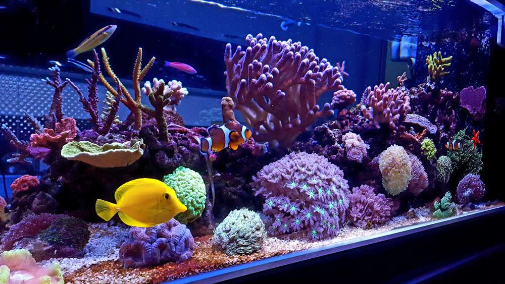 Discover the Marine Life at Vizhinjam Marine Aquarium