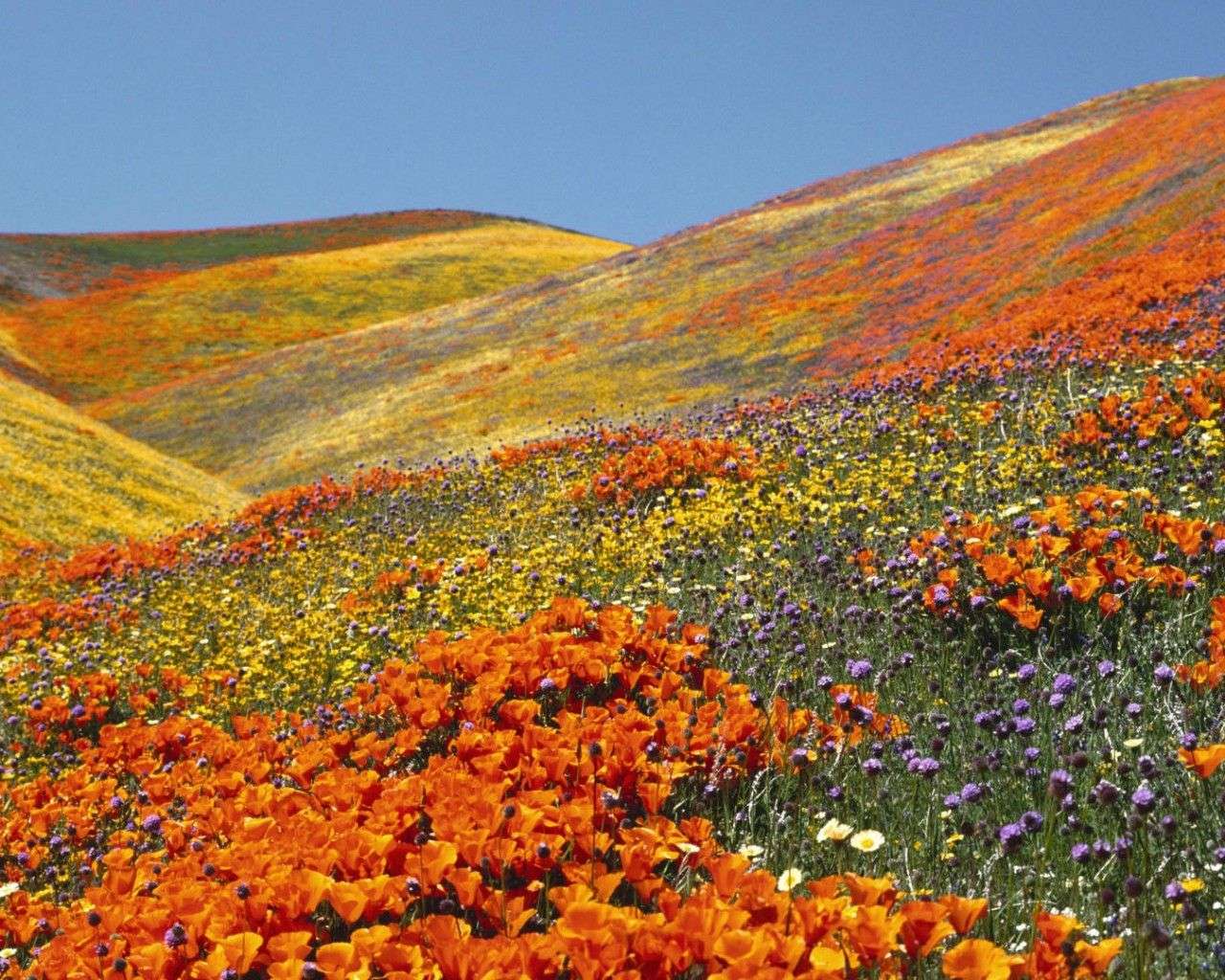 Valley of Flowers