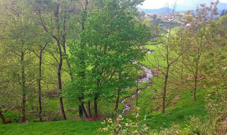 Visit Mashobra Forest Sanctuary