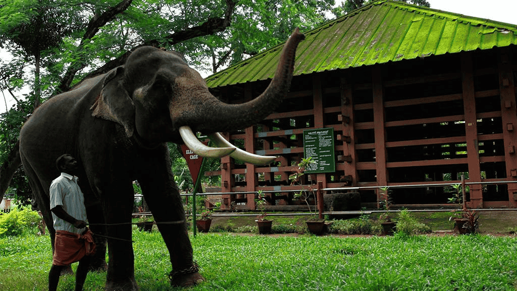 Spend Some Time at the Elephant Training Camp