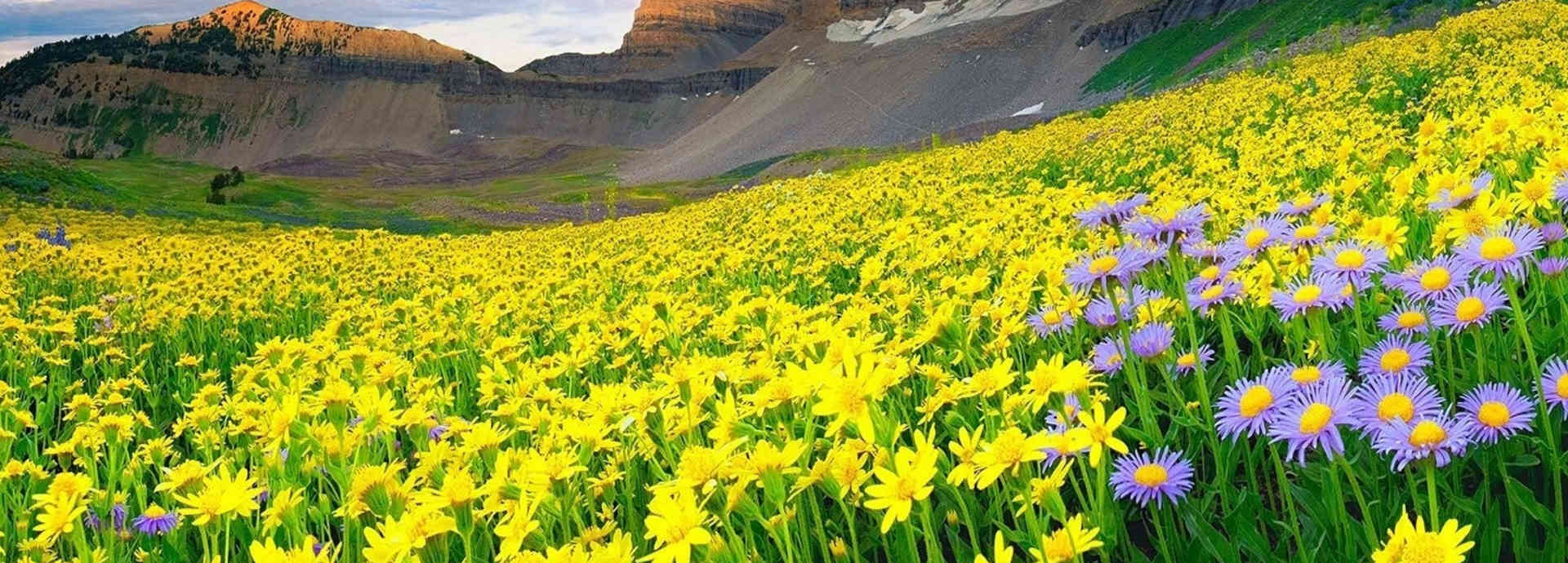 Best Time for Valley of Flowers Trek - Weather & Season Guide