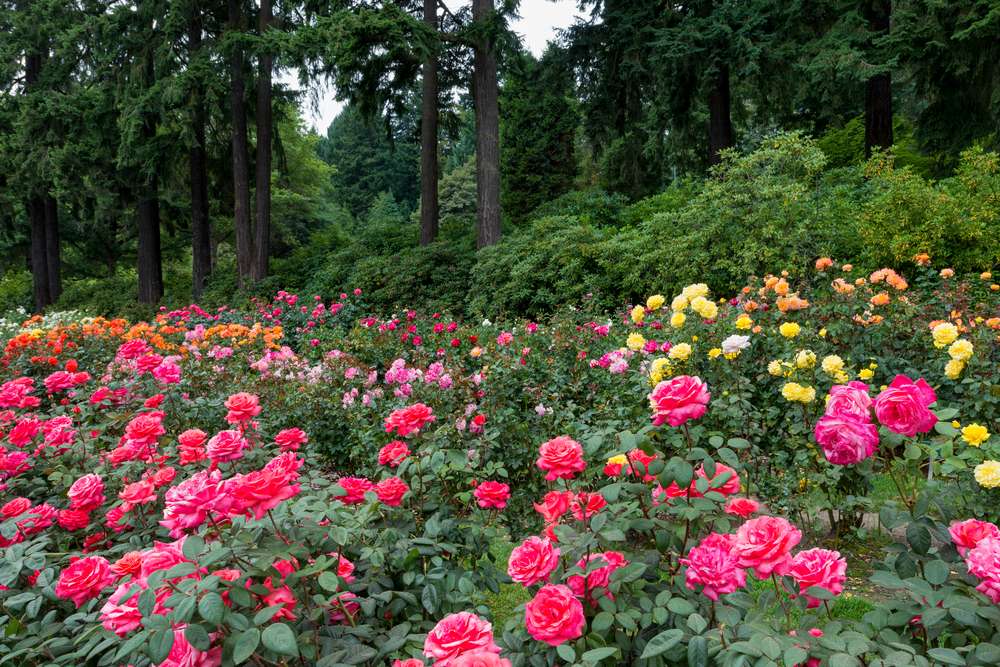 Rose Garden