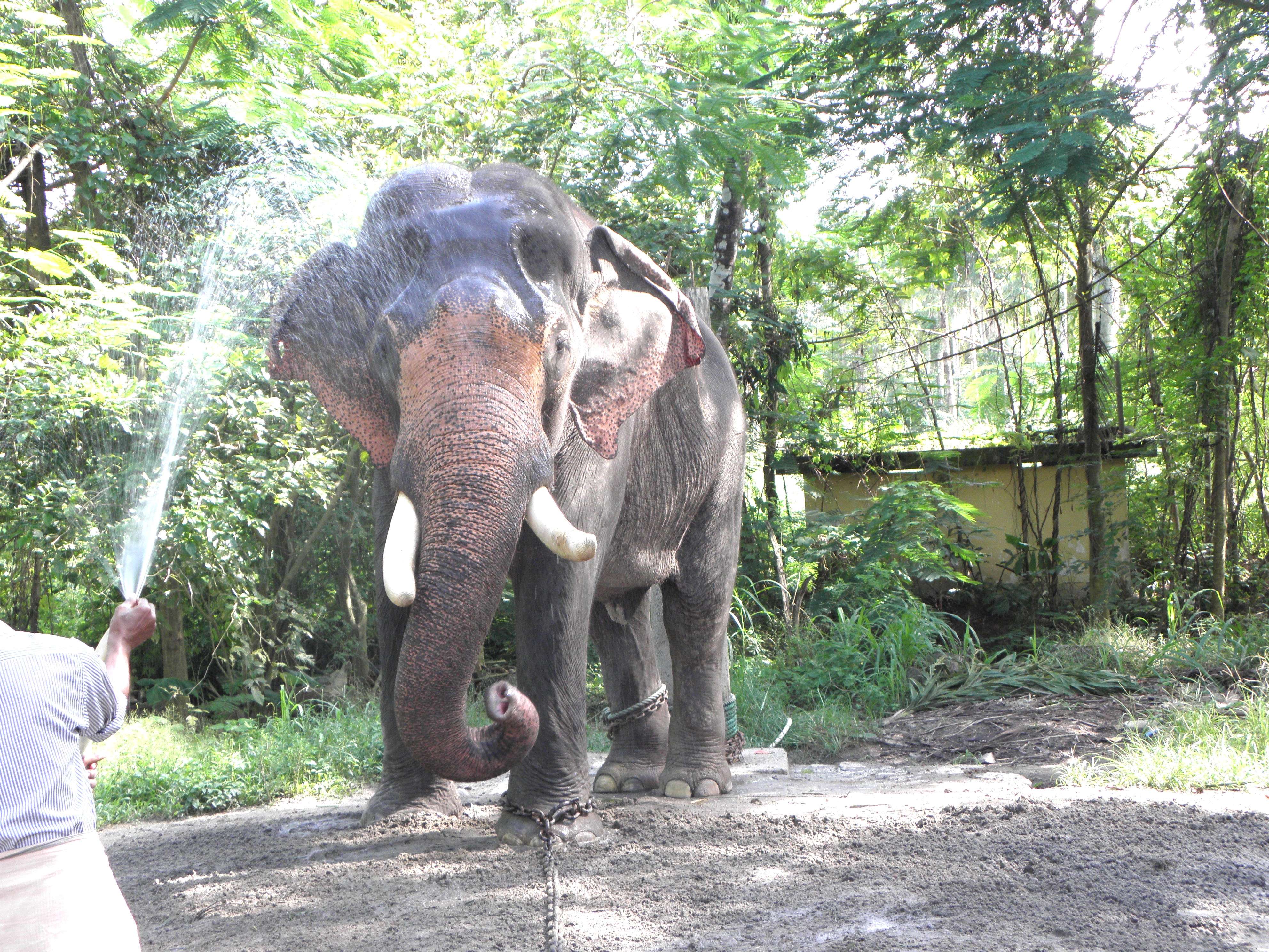 Elephant Camp Sanctuary