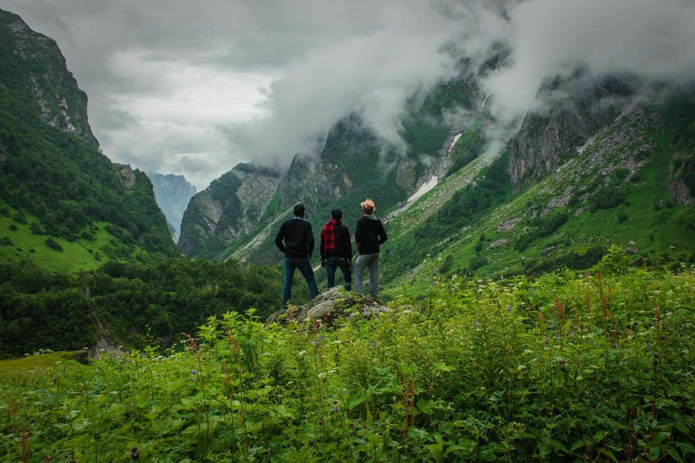  Valley Of Flowers In July