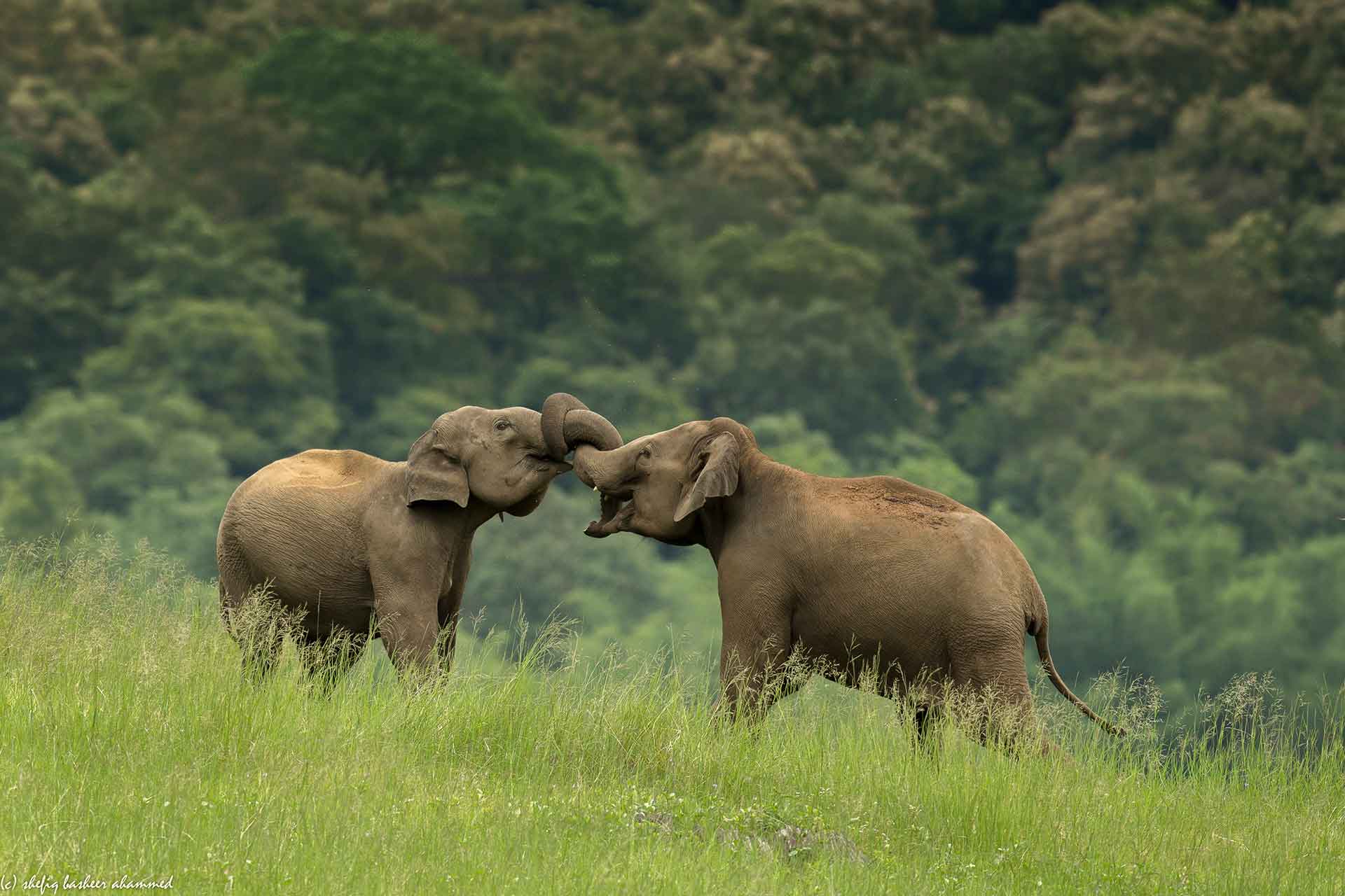 25 Places to Visit in Palakkad: Tourist Places & Attractions