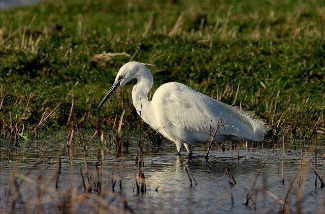 Have a Look at Birds of Kumarakom Bird Sanctuary