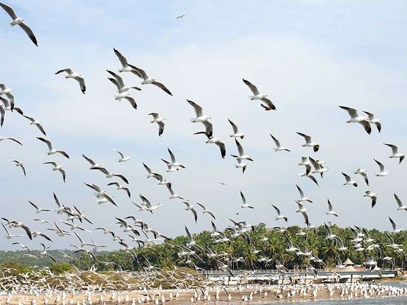 Kadalundi Bird Sanctuary