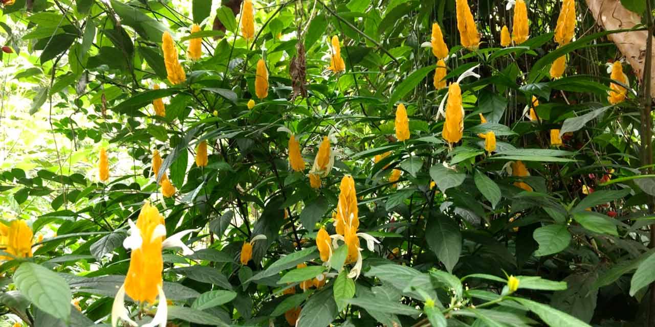 Abraham’s Spice Garden