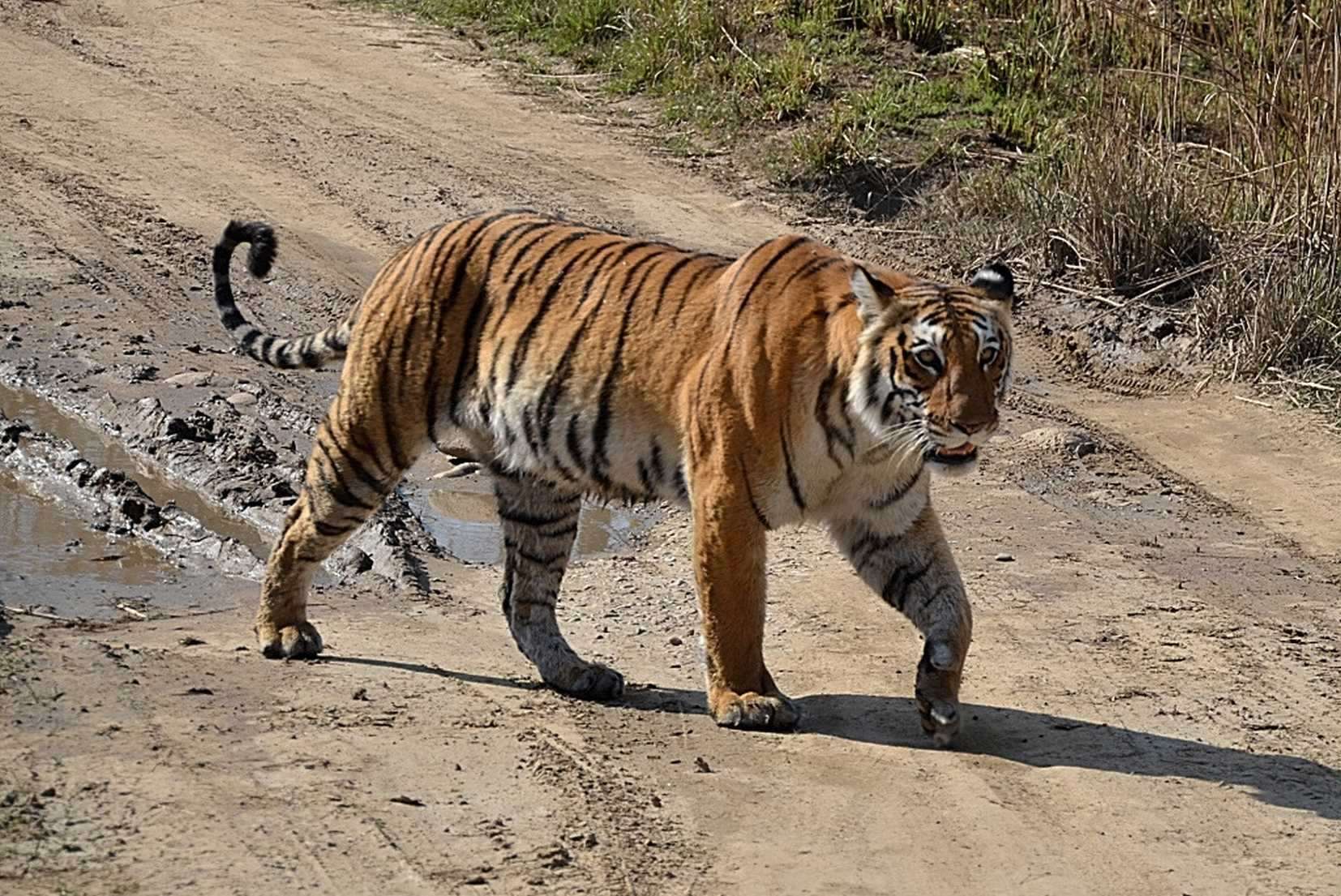 Visit Kalagarh Tiger Reserve