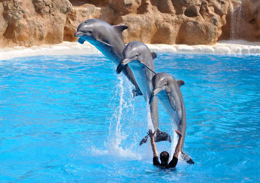 Dubai Dolphinarium