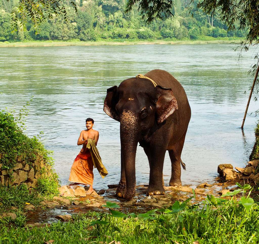 Kodanad Elephant Training Centre