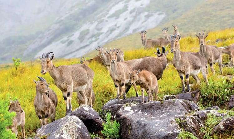 Eravikulam National Park