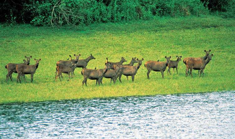 Chinnar Wildlife Sanctuary