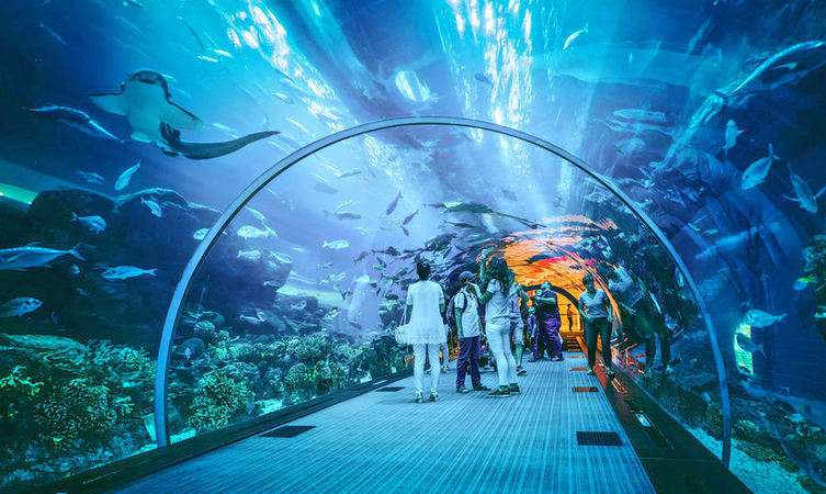 Explore Dubai Aquarium & Visit Underwater Zoo