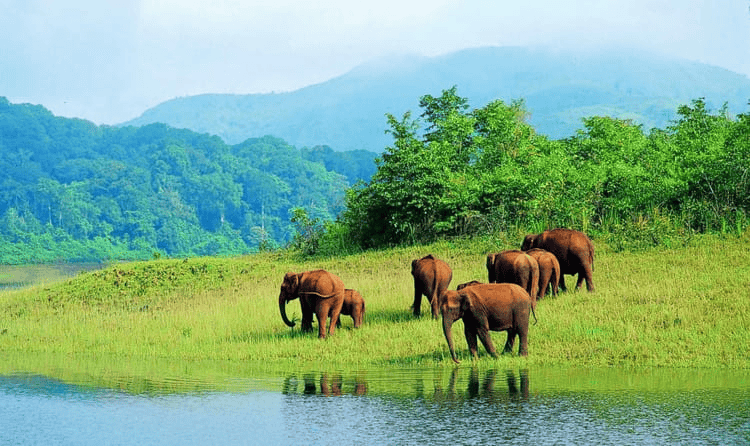 Periyar National Park
