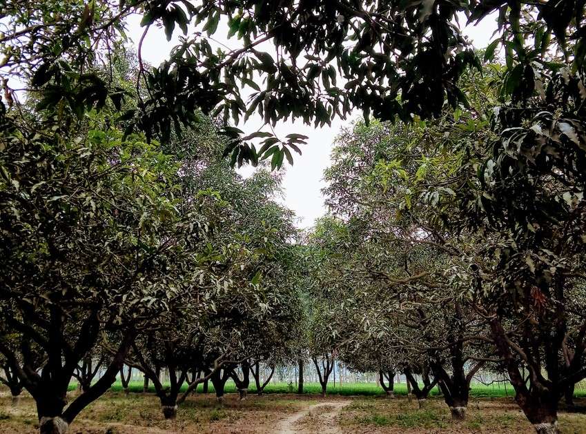  Belapur Mango Garden