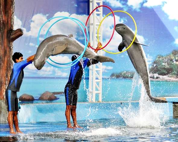 Visit Pattaya Dolphin World