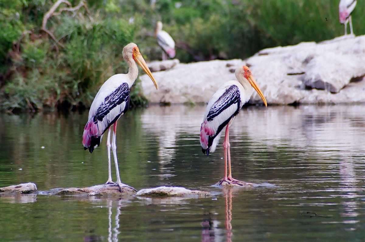 Ranganathittu Bird Sanctuary