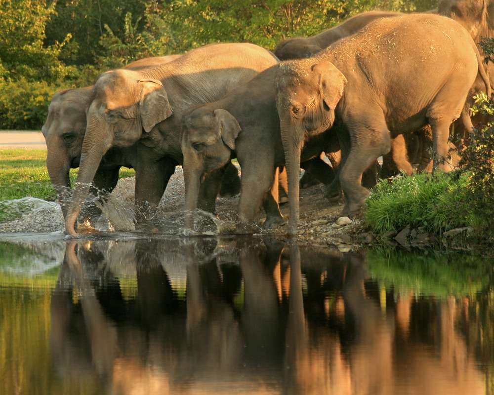Mudumalai Wildlife Sanctuary