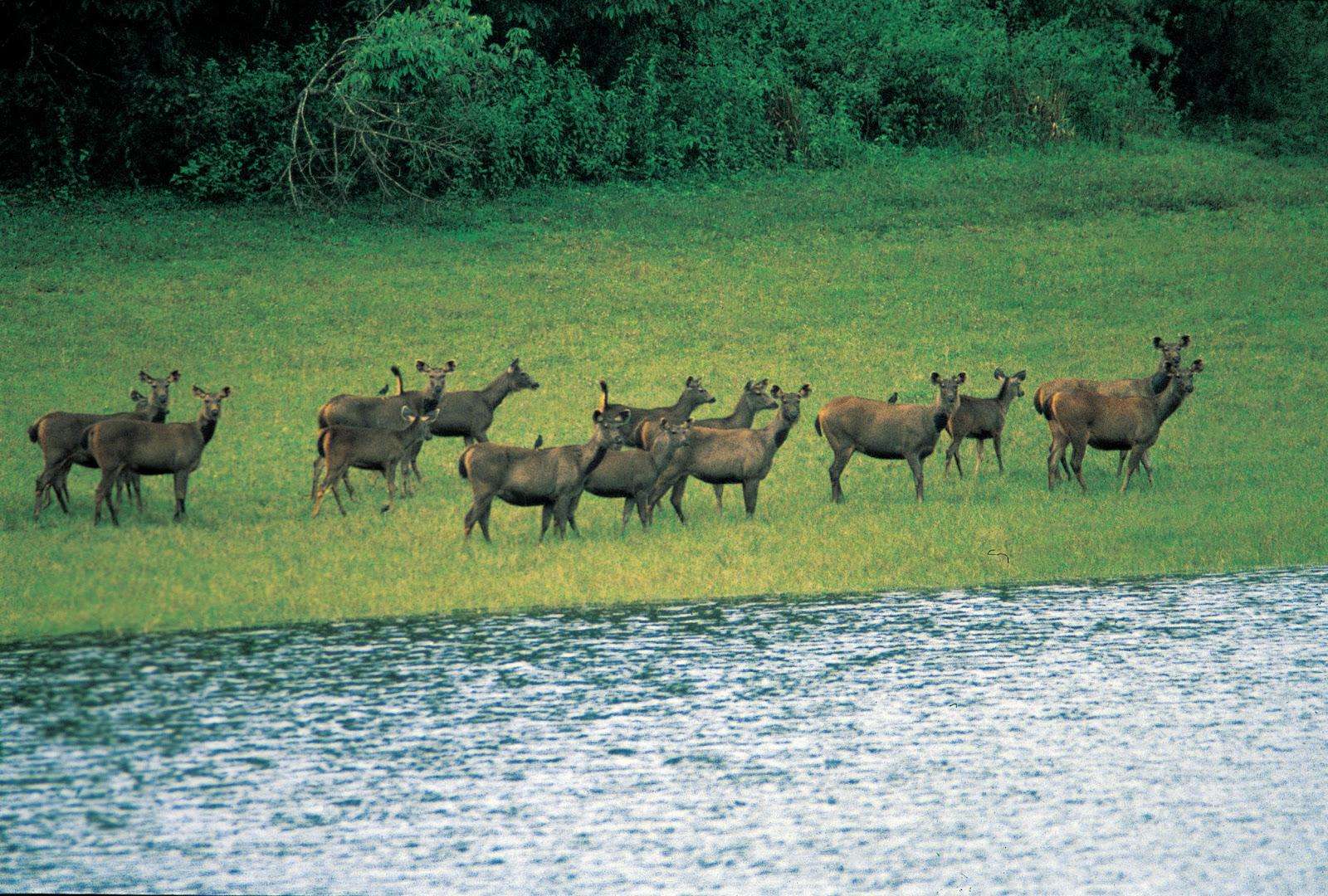 Chinnar Wildlife Sanctuary