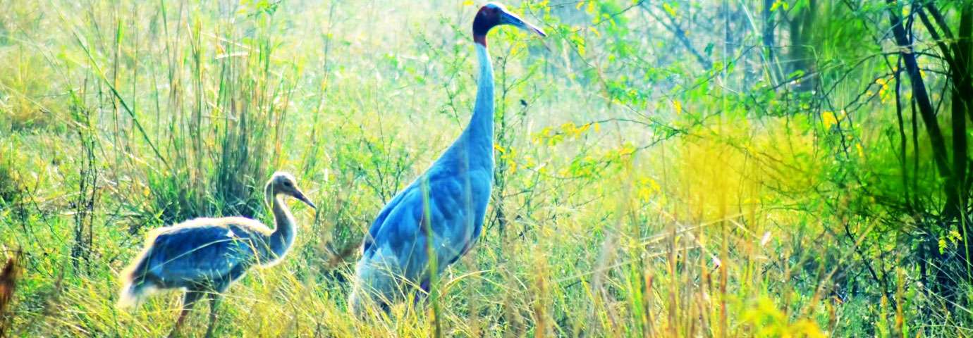 Salim Ali Bird Sanctuary