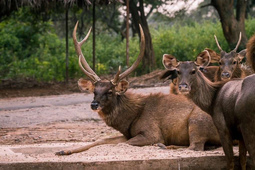 Arignar Anna Zoological Park