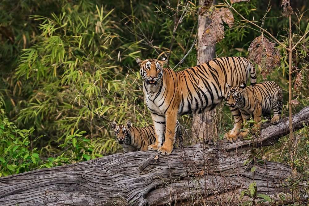 Tadoba Andhari Tiger Reserve