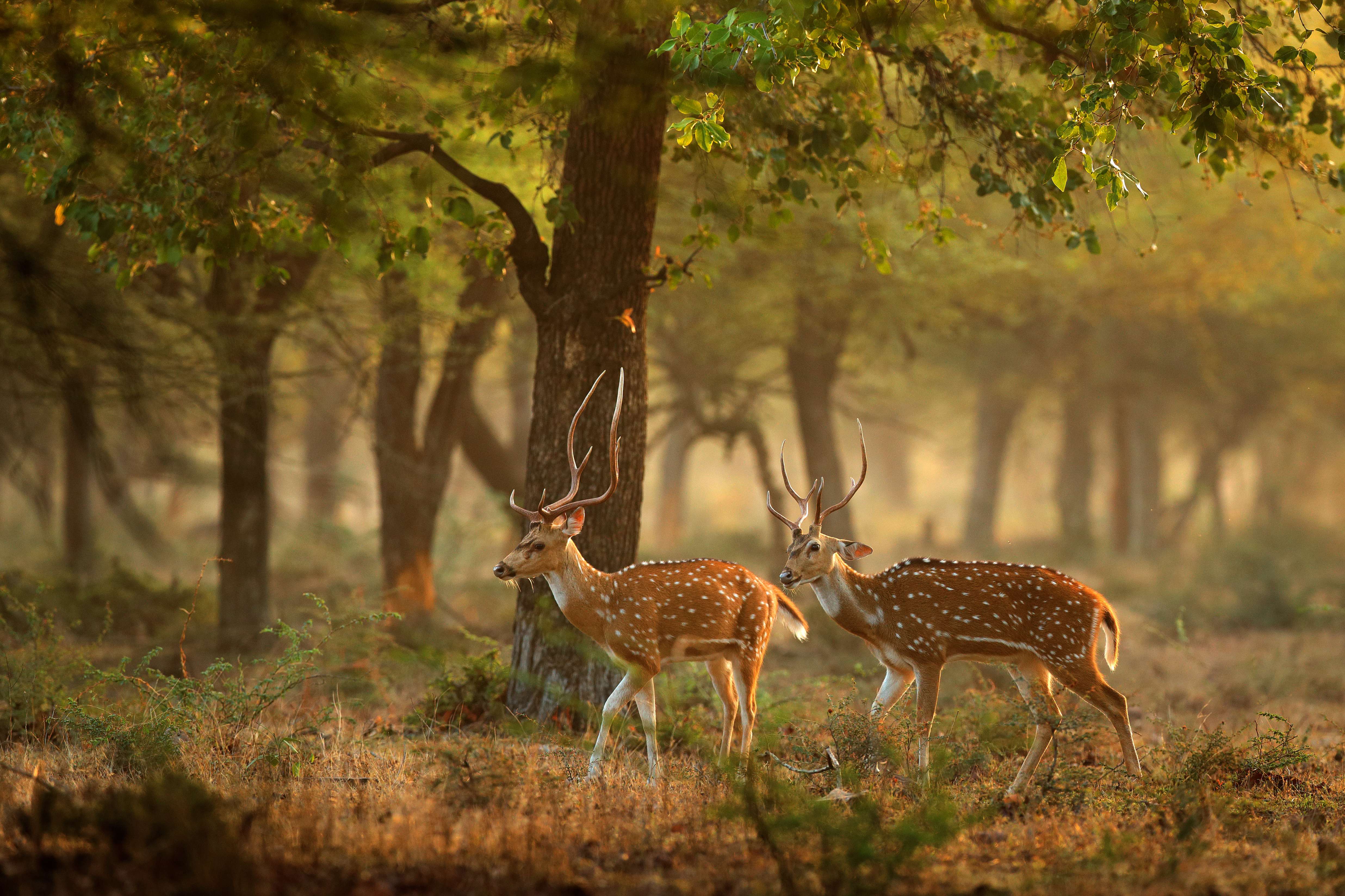 Navegaon National Park