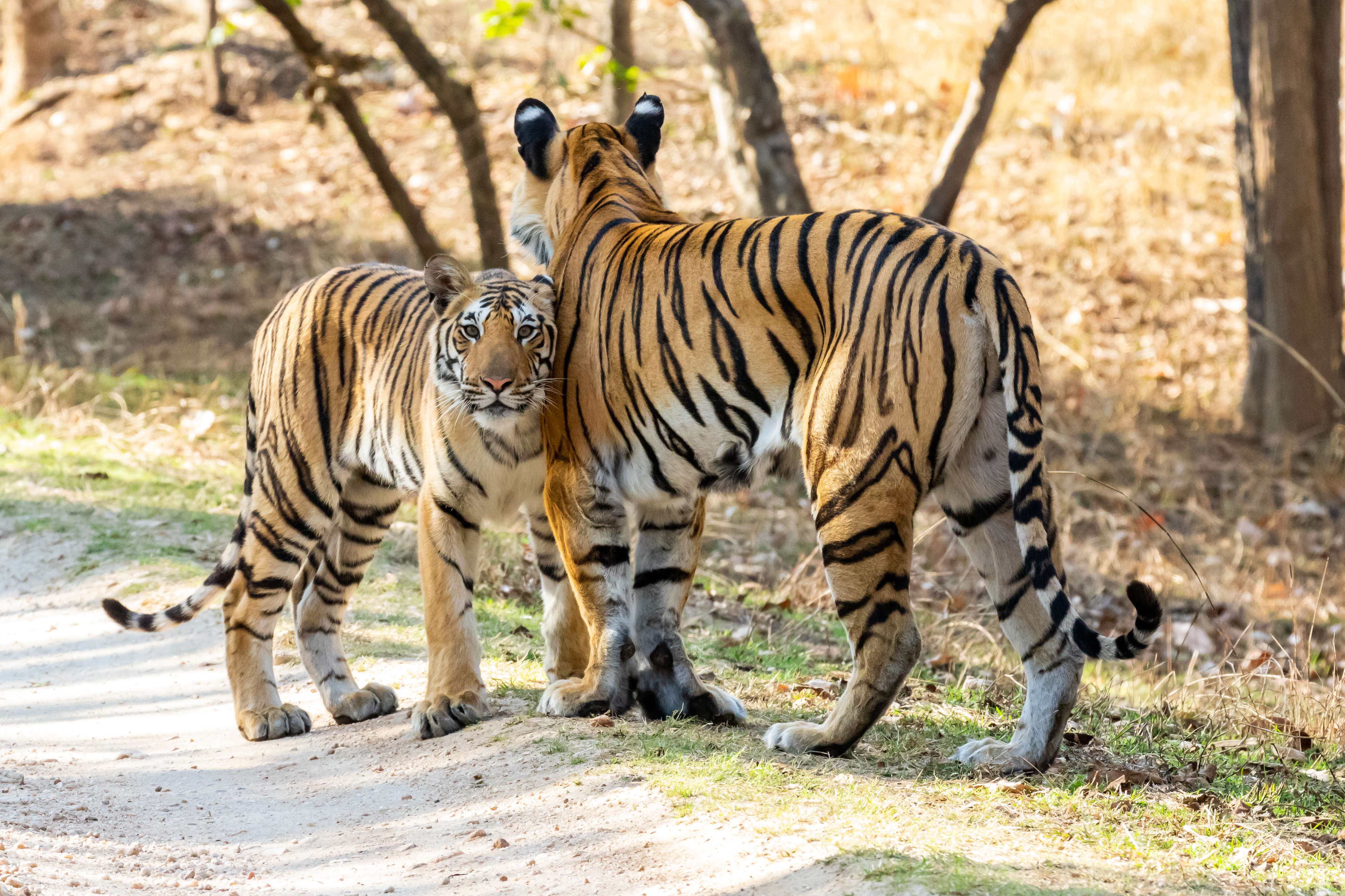 Pench National Park