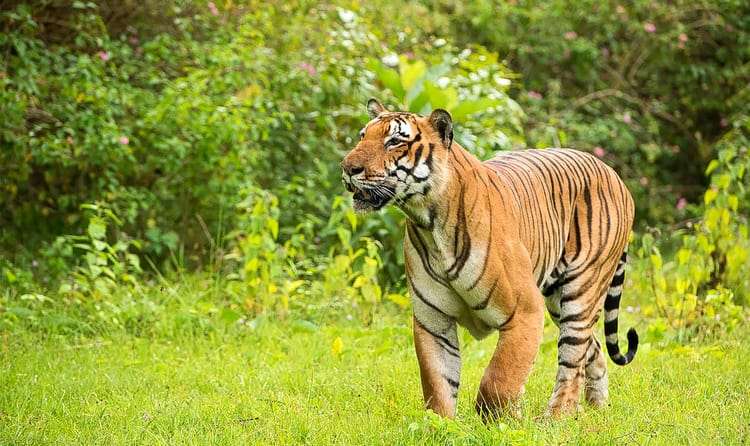 Bandipur National Park